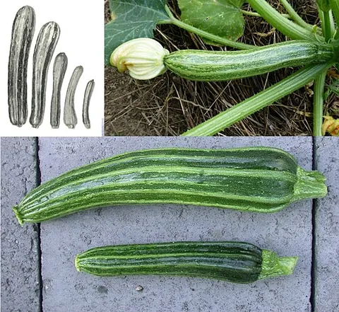 cocozelle: a variety of squash with dark green skin mottled by lighter green or yellow