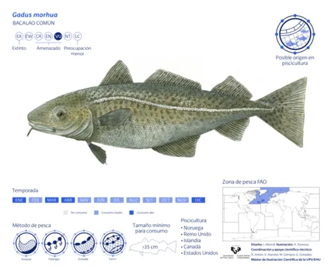 codfish: a cod (any of various fish, especially the Atlantic cod)