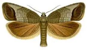 codling moth: a small moth, Cydia pomonella, whose larvae (the apple worms) are destructive to apples and other...