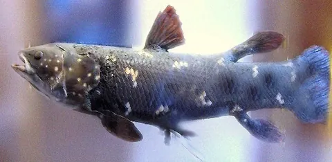 coelacanth: any of the class Actinistia of primitive lobe-finned fish in the order Coelacanthiformes—thought to...
