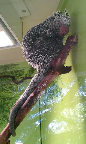 coendou: a prehensile-tailed tree-dwelling porcupine, of genus Coendou, found in Central and South America