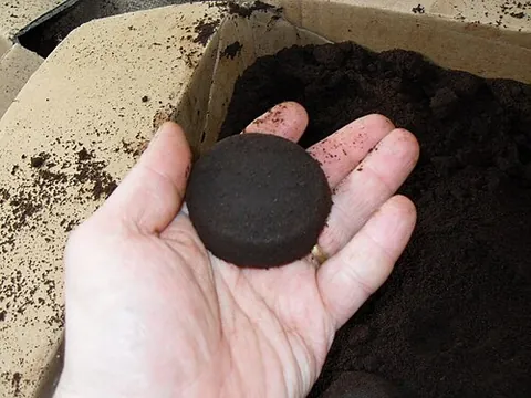 coffee grounds: the sediment that remains after ground coffee beans have been extracted with hot water