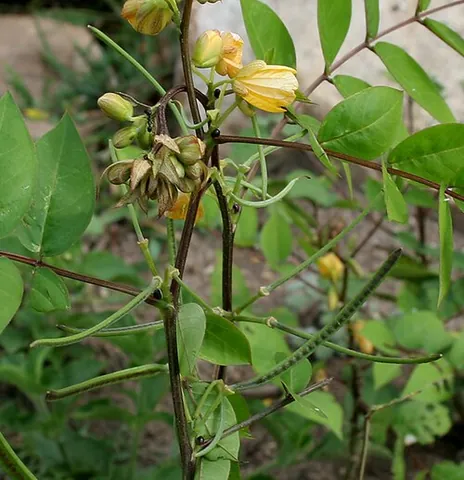 coffee senna: a pantropical plant of species Senna occidentalis, used medicinally