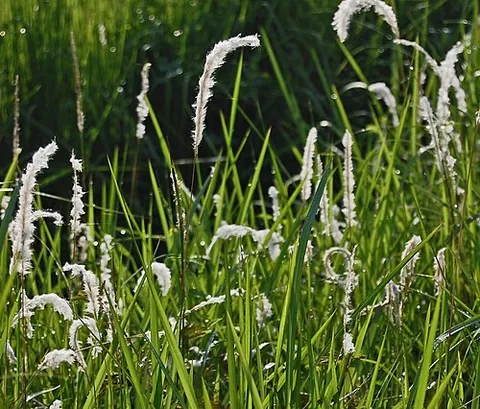 cogon: any of several perennial rhizomatous grasses of genus Imperata, especially Imperata cylindrica