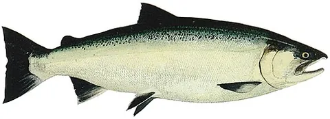 coho salmon: a species of anadromous fish in the salmon family (Oncorhynchus kisutch)