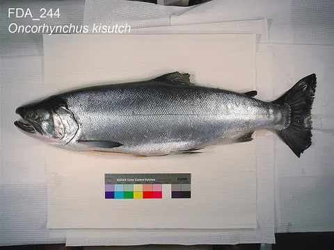 coho: an anadromus and semelparous salmon, Oncorhynchus kisutch, found in the coastal regions of the...