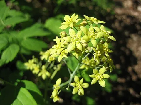 cohosh: a perennial American herb (Caulophyllum thalictroides), the rough rootstock of which is used in...