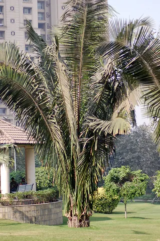 cohune: a palm tree of species Attalea cohune, native to South America, that produces large nuts