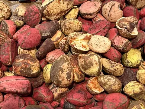 cola: the kola plant, genus Cola, famous for its nut, or one of these nuts