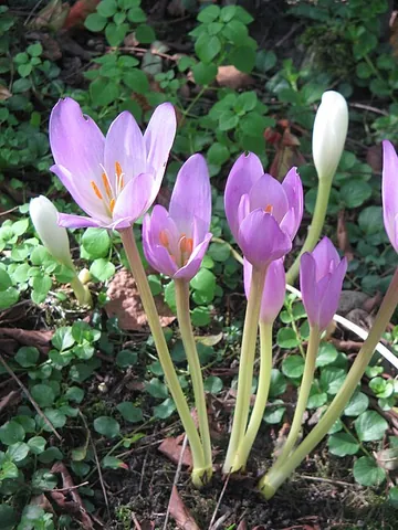 colchicum: any of several flowers of the genus Colchicum
