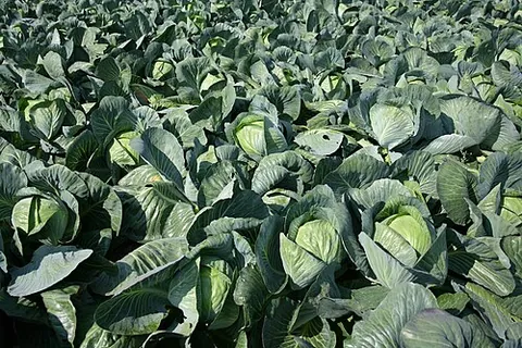 cole: cabbage