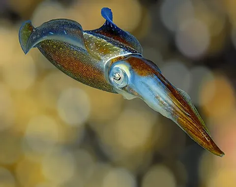 coleoid: a cephalopod of the subclass Coleoidea, including octopuses, squid and cuttlefish