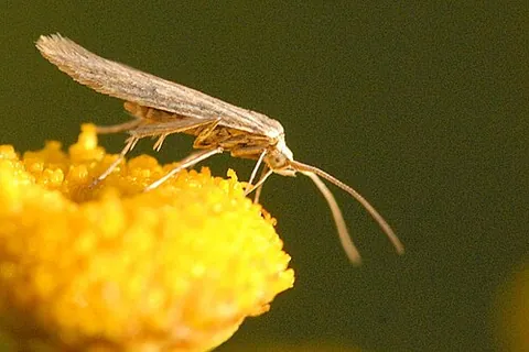 coleophoran: of or related to moths of the genus Coleophora, whose larvae feed on seeds