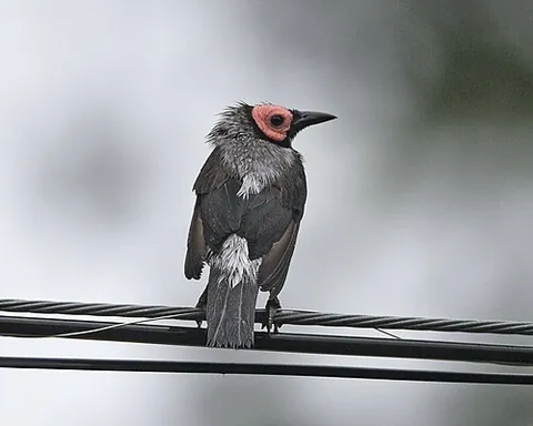 coleto: a starling of species Sarcops calvus, endemic to the Philippines