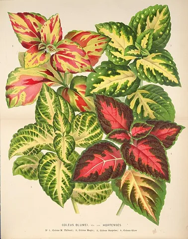 coleus: any of certain plants in the mint family, many used as ornamentals for their colorful, variegated...