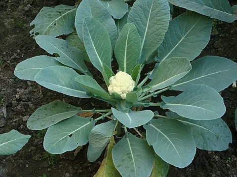 colewort: a plant of the genus Brassica; now specifically, a Brassica plant without a head and used for food,...
