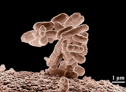 coli: escherichia coli, a Gram-negative bacterium commonly found in the lower intestine of warm-blooded...