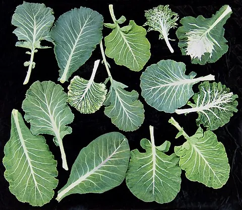 collard: a Mediterranean variety of kale, Brassica oleracea var. acephala