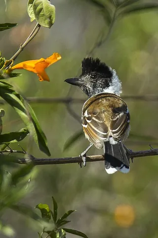 collared antshrike: a passerine bird of the antbird family (Thamnophilus bernardi, syn. Sakesphorus bernardi)
