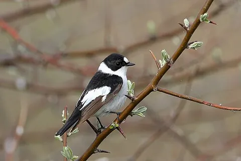 collared flycatcher: ficedula albicollis, an Old World flycatcher breeding in eastern Europe and across Central Asia,...