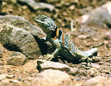 collared lizard: any lizard in genus Crotaphytus, native to arid parts of southwestern North America and having...