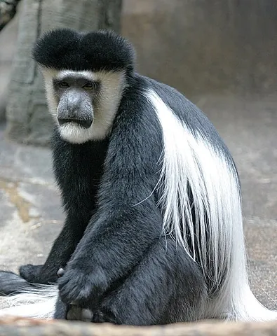 colobus: any of several African monkeys of the genera Colobus, Piliocolobus, and Procolobus