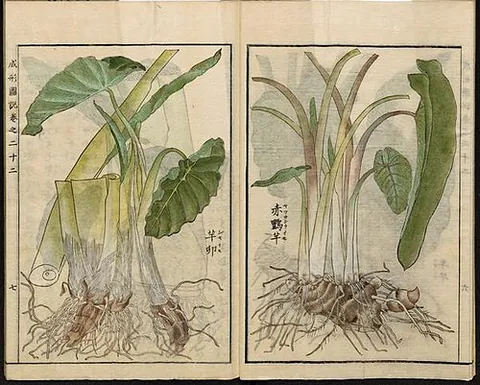 colocasia: taro; eddo