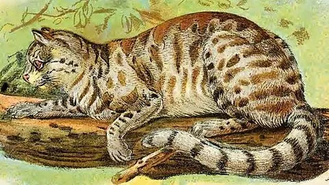 colocolo: leopardus colocola, a small striped cat native to western central South America