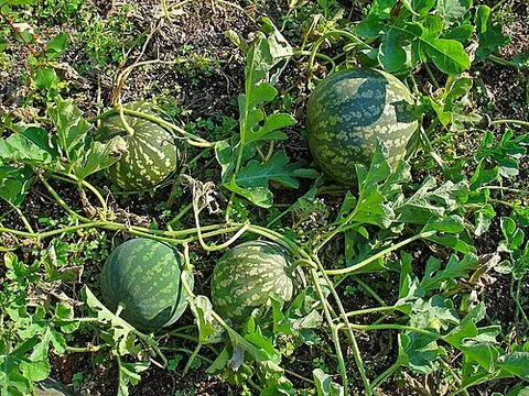colocynth: a viny plant, of species Citrullus colocynthis, native to the Mediterranean Basin and Asia. It...