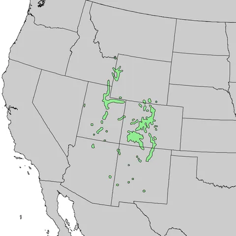 colorado blue spruce: synonym of blue spruce (Picea pungens)