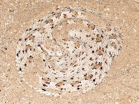 colorado desert sidewinder: crotalus cerastes laterorepens, a subspecies of the sidewinder rattlesnake (Crotalus cerastes)...