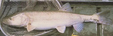 colorado pikeminnow: the freshwater fish Ptychocheilus lucius, a large ray-finned predatory leuciscid native to the...