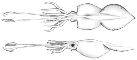 colossal squid: an enormous squid (Mesonychoteuthis hamiltoni), of which few specimens have been studied