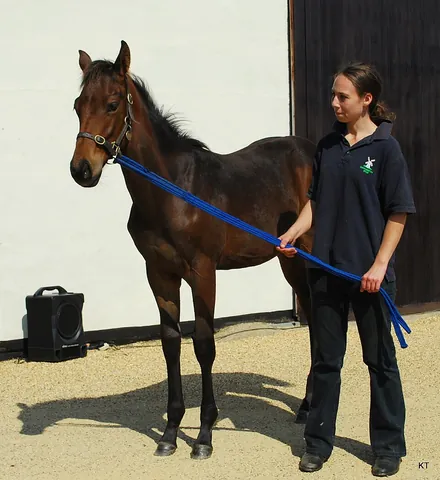 colt: a young male horse