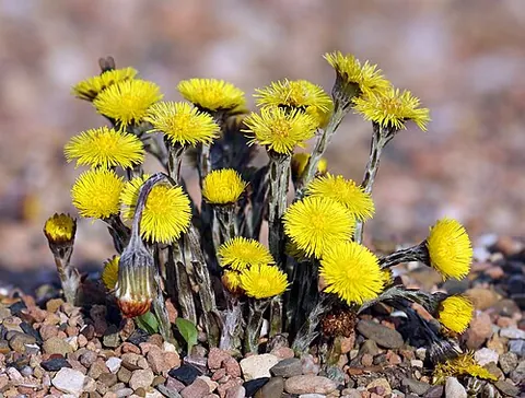 coltsfoot: an herbaceous plant, species Tussilago farfara, that grows in Europe and the Middle East; yellow...