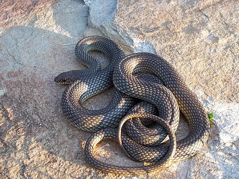 colubrid: any snake in the family Colubridae, completely covered in scales and mostly nonvenomous