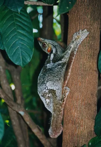 colugo: an arboreal gliding mammal of the family Cynocephalidae of the order Dermoptera, native to...