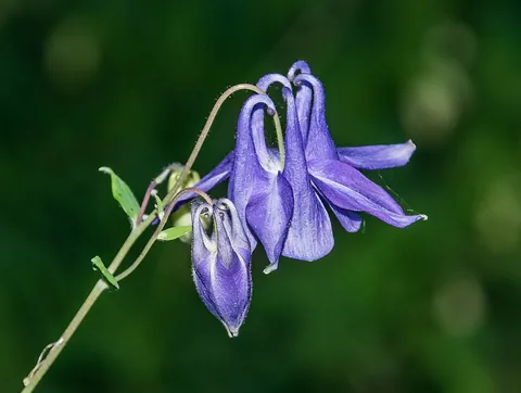 columbine: any plant of the genus Aquilegia, having distinctive bell-shaped flowers with spurs on each petal