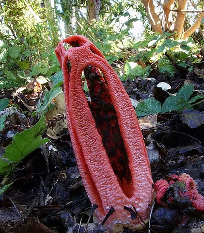 column stinkhorn: a fungus, Clathrus columnatus, featuring two to five orange or red vertical columns joined at the...