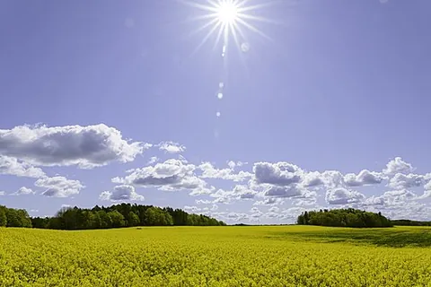 colza: oilseed rape (Brassica napus), cultivated for its seeds, which yield an oil, valued for...
