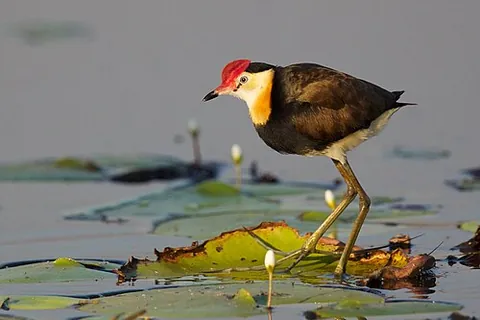 comb-crested jacana: irediparra gallinacea, a wader in the family Jacanidae