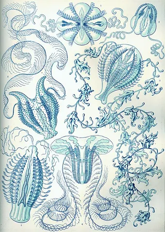 comb jelly: a jelly-like marine animal of the phylum Ctenophora; a ctenophore