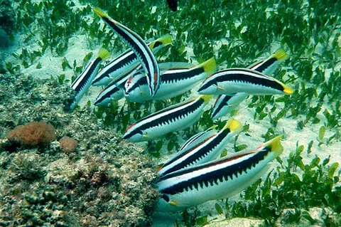 combfish: a comb wrasse, an Australasian wrasse (Coris picta), having a comb-like stripe