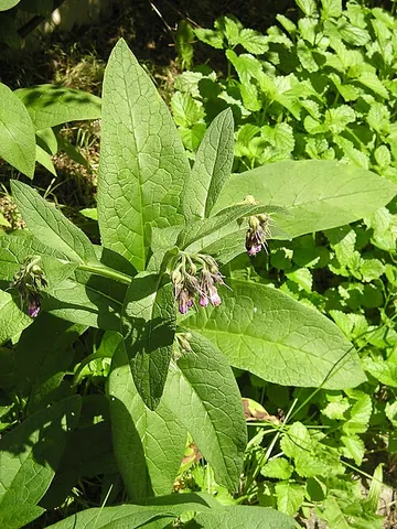 comfrey: any of several species of perennial herbs of the genus Symphytum, often specifically common comfrey...