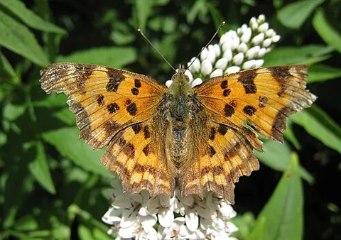 comma: the punctuation mark ⟨,⟩ used to indicate a set of parts of a sentence or between elements of a list
