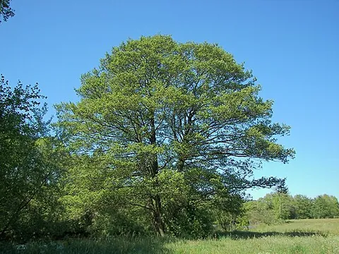 common alder: a tree native to much of Europe and neighboring Africa and Asia (Alnus glutinosa)