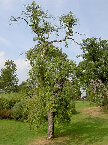 common ash: any of a species of tall deciduous trees, (Fraxinus excelsior) native to most of Europe