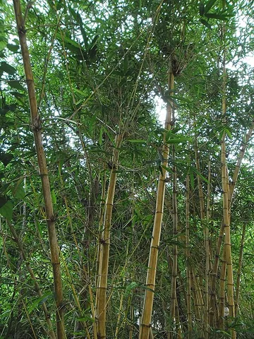 common bamboo: a widespread tropical bamboo, native from southern and southeastern Asia to Yunnan (Bambusa...