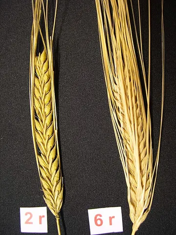 common barley: a plant of the species Hordeum vulgare, which yields the commercially important cereal grain barley