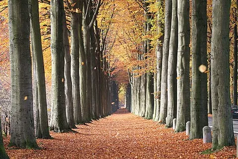 common beech: fagus sylvatica